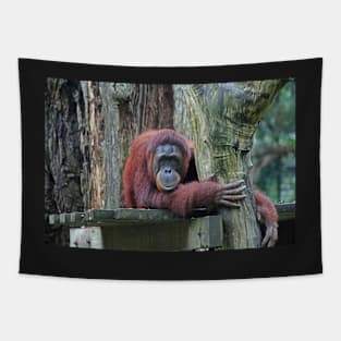 Bornean Orangutan Tapestry