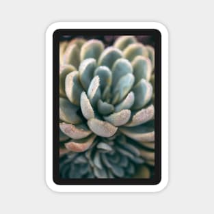 Autumn Succulent #2 Magnet