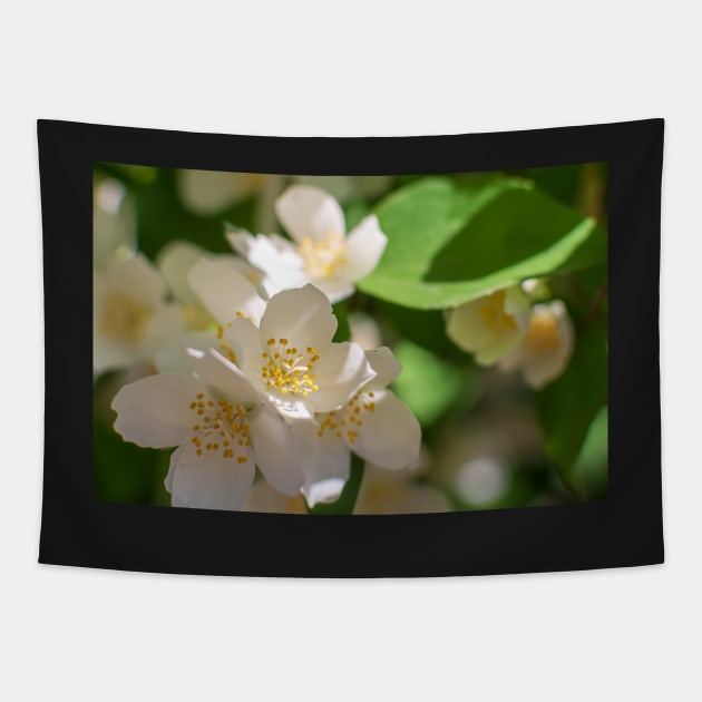 English dogwood flowers Tapestry by lena-maximova