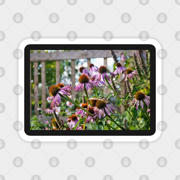 Echinacea flowers Magnet by InspiraImage