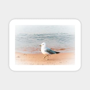 Seagull on the Beach at Okanagan Lake Magnet