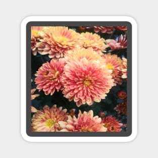 All Shades of orange fall chrysanthemums Magnet