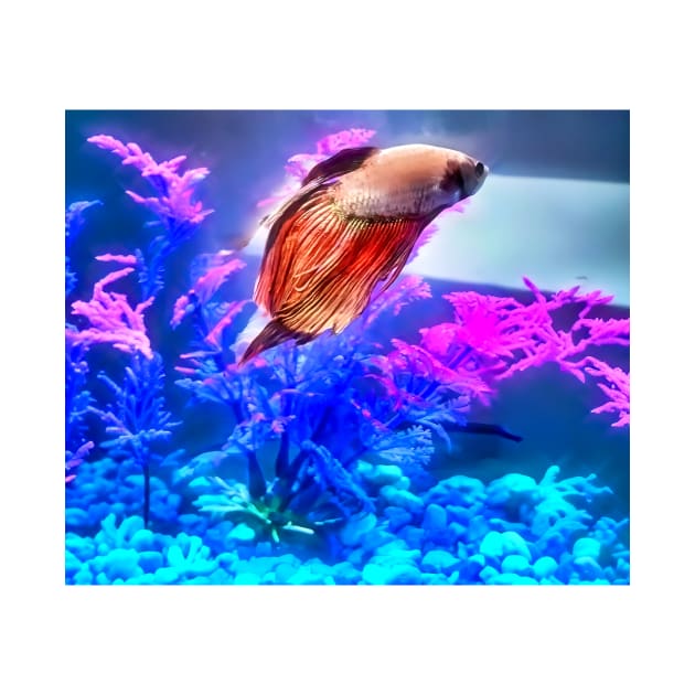 Beautiful Beta Fish by PandLCreations