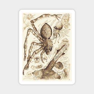 Whooping Spider Anatomy Study Magnet