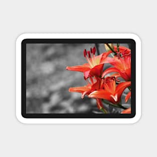 Orange Lily Flower Blossom, black and white photography Magnet