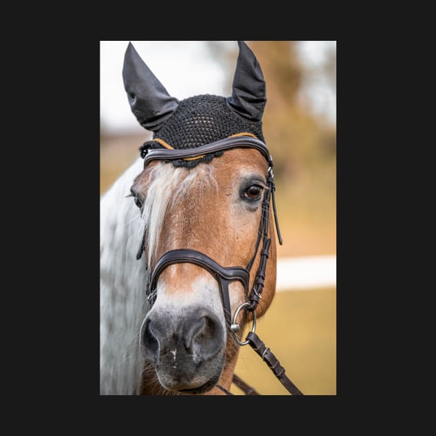 Haflinger mare at the riding arena by M-Hutterer