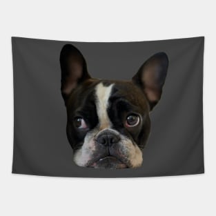 Funny french bulldog puppy Tapestry