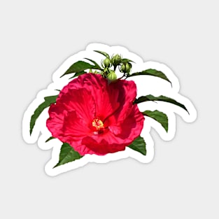 Dark Pink Hibiscus Magnet