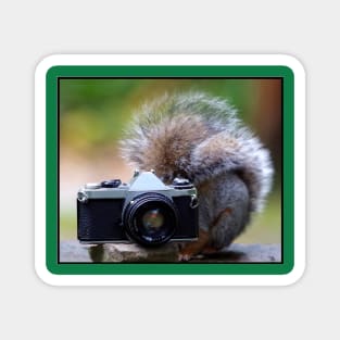 Grey squirrel Photographer Magnet