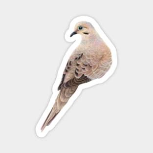 Mourning Dove Magnet