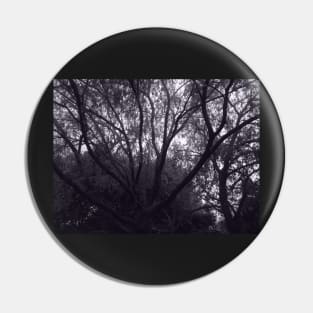 Light Between the Branches, black and white photo Pin