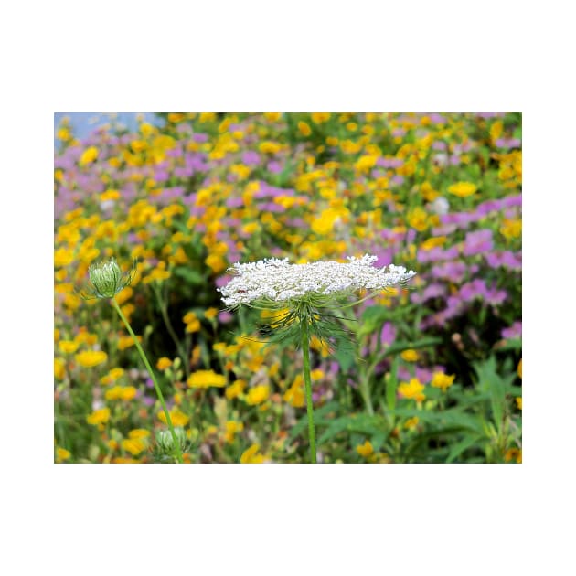 Queen Anne's Lace by bgaynor