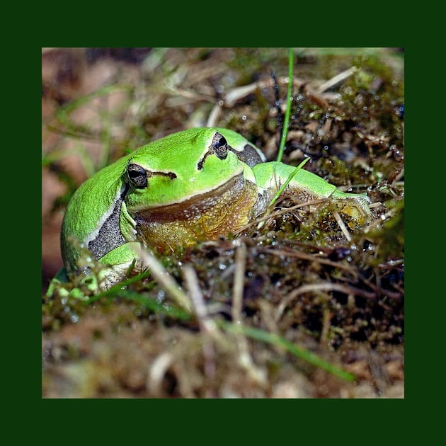 r673/  A Kind Frog Palmé -Grenouille verte palmé  " simply life " to Okaio Créations - Olavia-Olao by caillaudolivier