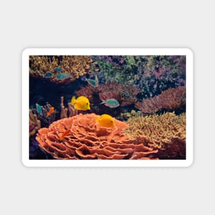 USA. Seattle. Aquarium. Coral Reef. Magnet