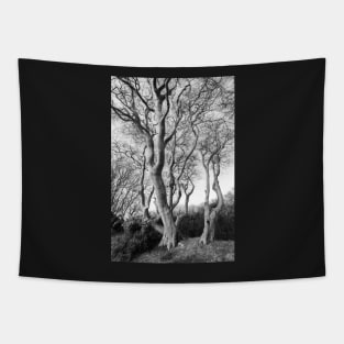 Tynningham Beeches Tapestry