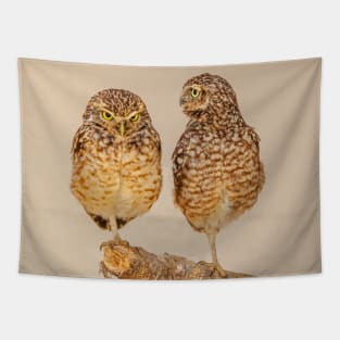 Burrowing owl athena cunnicularia Tapestry