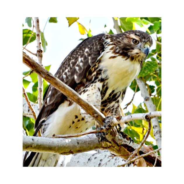 Red Tailed Hawk by Scubagirlamy