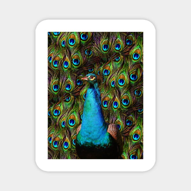 This peacock is watching you! Magnet by BonniePhantasm