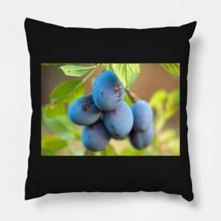 Ripe blue plums in an orchard Pillow