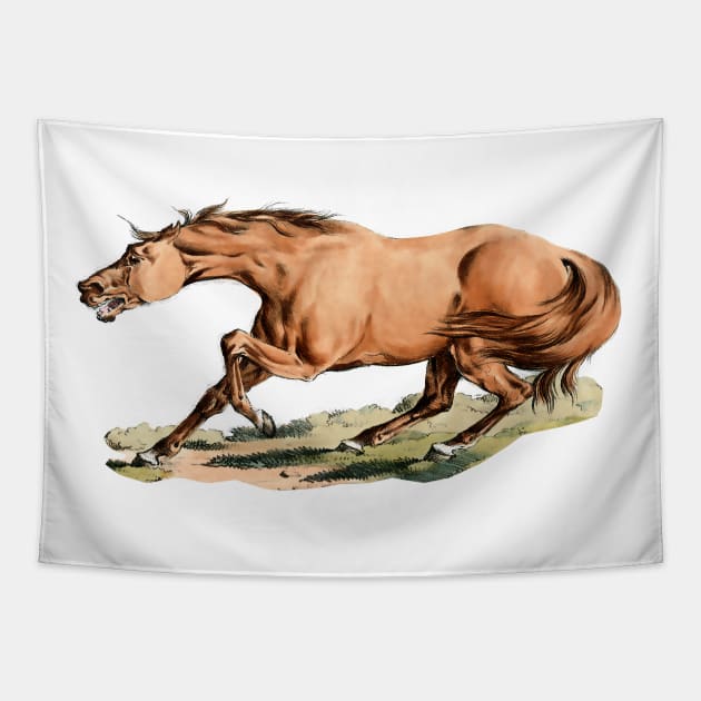 Desperate wild horse Tapestry by Marccelus