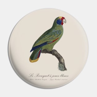 Red-Tailed Amazon Parrot / Le Perroquet a Joues Bleues - 19th century Jacques Barraband Illustration Pin