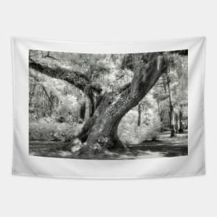 Oak in Infrared Tapestry