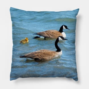 Two Canada Geese Parents Swimming With Their Gosling Pillow