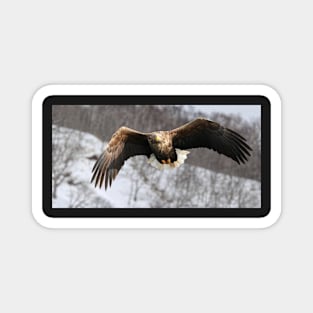White tailed eagle Magnet