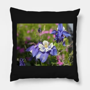 Rocky Mountain Columbine in Meadow Pillow