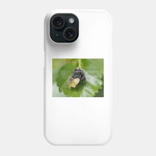 Phidippus audax (bold jumping spider) with prey (stinkbug) Phone Case