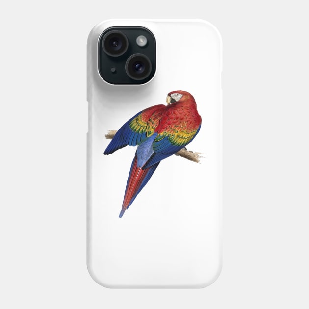 Scarlet Macaw Perched On A Branch Illustration Phone Case by taiche
