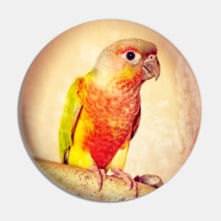 Pineapple Greencheek Conure Bird Pet Avian Pin