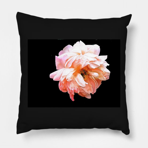 Light Peony on a Black Background Pillow by SeaChangeDesign