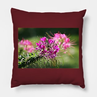 Spider Flowers (#1) Pillow