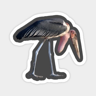 Marabou wading scavenger stork African Ugly Bird Africa Magnet