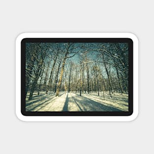 Winter forest landscape Magnet