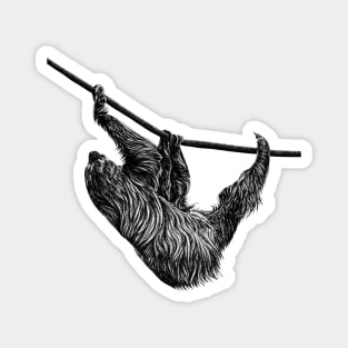 Linnaeus's two-toed sloth Magnet