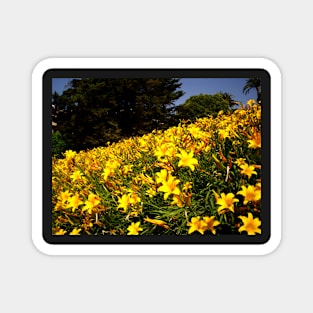 Yellow Lillies in Spain Magnet