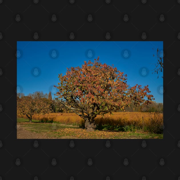 Gnarled fruit tree by mbangert