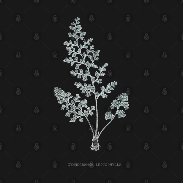 Fern - Gymnogramma Leptophylla - X-ray effect - 04 by SPJE Illustration Photography