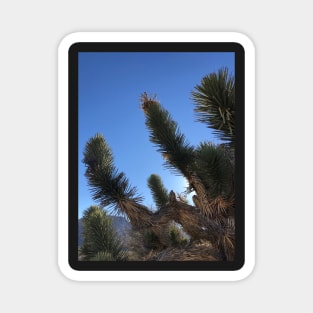 Joshua Trees Backlit by Sun Magnet