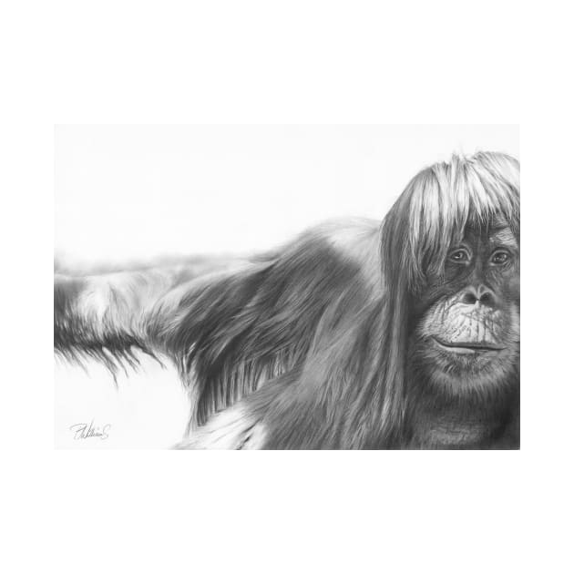 Shine On Orangutan pencil portrait by Mightyfineart