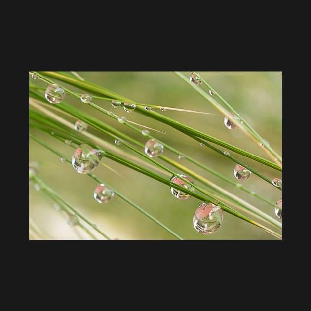 Water Drops on Grass by mariola5