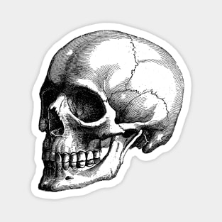 Human Skull - Vintage Anatomy Magnet