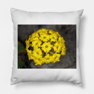 Abronia latifolia (coastal yellow sand-verbena) flower Pillow