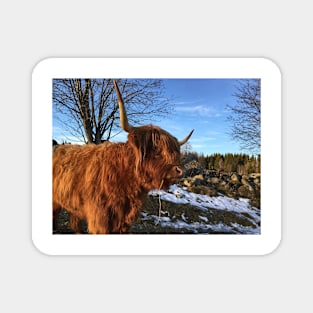 Scottish Highland Cattle Cow 2252 Magnet