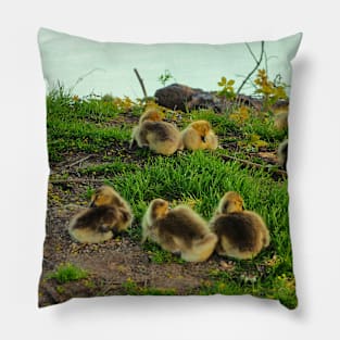 Multiple Young Canada Goose Goslings Resting In The Grass Pillow