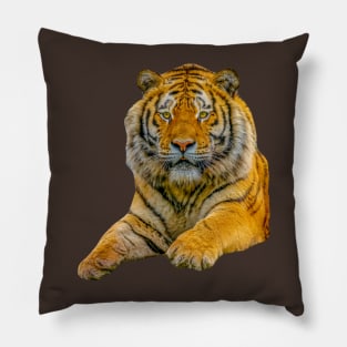 Cut out of a Siberian Tiger Pillow