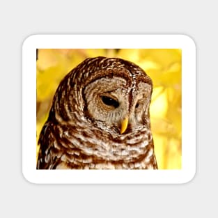 Barred Owl Magnet