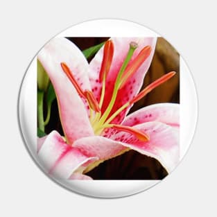 Macro Pink and White Lilly Flower in the Garden Pin